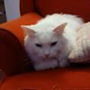 kloudthekitten