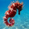 mr.seahorse16