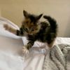 yourfavourite.pet