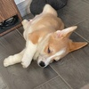 corgi_perci