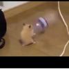 dancing_hamster15.4