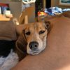beaglemaster