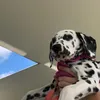 dominos_momino