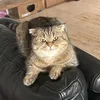 zejush