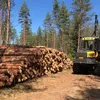 timokuosmanen_