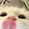 Chè ASMR