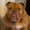 Hank The Tank 🐾