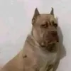 thing.r4nd0m