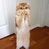 hey_yash1