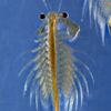 notjustashrimp
