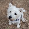 kinakomochithewestie