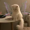 ameeft