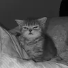 777