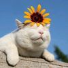 sunflowersjuly