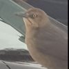 goofy_ah_burd