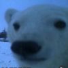 Polar