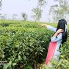 islam_ka_pari_2