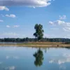 mamalosan