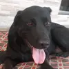 luna_labrador4