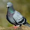 joaqui111111