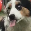 dogtraining103