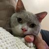 hazelazah_