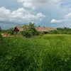 bachhoang90
