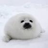 sealtologist