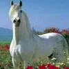 zonbierasteniya