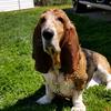 bassetmom28