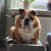 wil.le.mijn