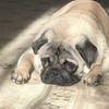 pug_bonya_