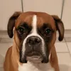 boxermydogforever