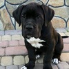 tor_cane_corso