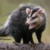 govirjjjj