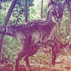 catociraptor