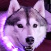 sleddog6