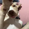 itsokee83