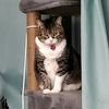stripedcats2