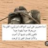 queen_al52