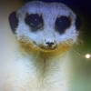 lesuricate2