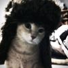 catssstars