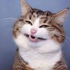 happyvideos.funny