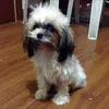 yamotdabog