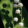 tr_anh_061005