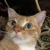raflirahman_id