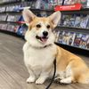 bubbarussellcorgi