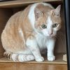 my.cat.is.sizeable