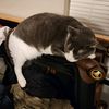 madcat759