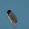 tidedetergent